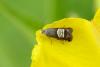 Grapholita compositella